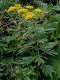 Senecio cannabifolius. Верхушки цветущих растений (рядом растут Petasites amplus и Scrophularia). Сахалин, Корсаковский гор. округ, мыс Великан, подножие лугового склона. 10.08.2023.