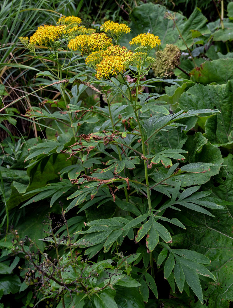 Image of Senecio cannabifolius specimen.