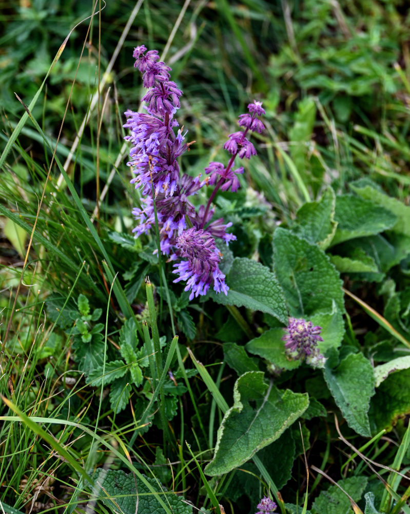 Image of Salvia verticillata specimen.