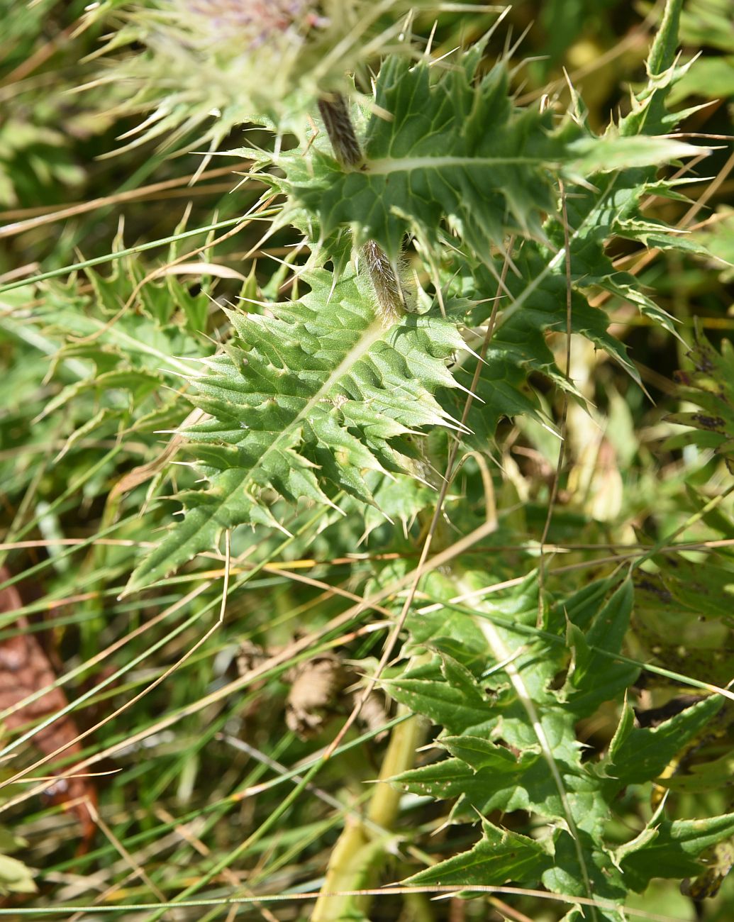 Изображение особи Cirsium obvallatum.