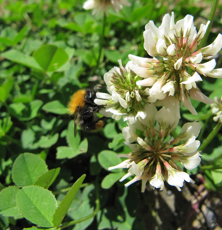 Изображение особи Trifolium repens.