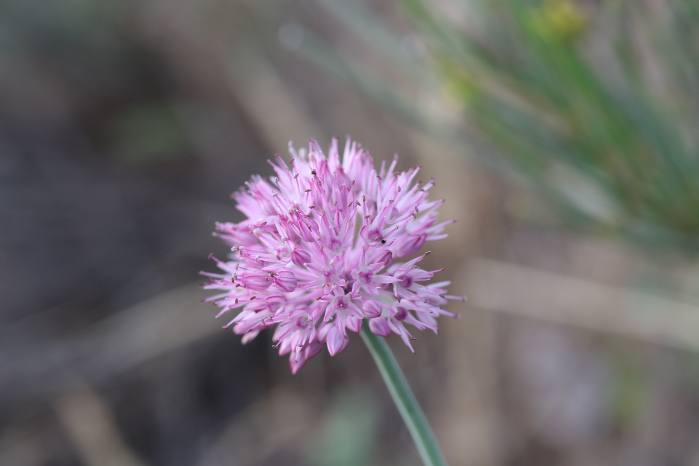 Image of Allium caricifolium specimen.