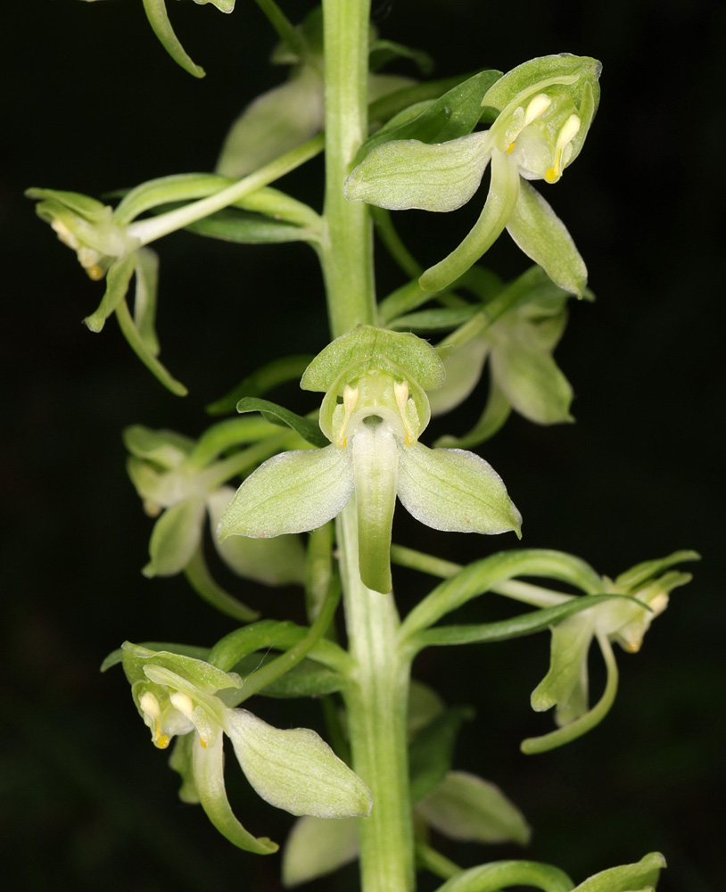 Изображение особи Platanthera chlorantha.