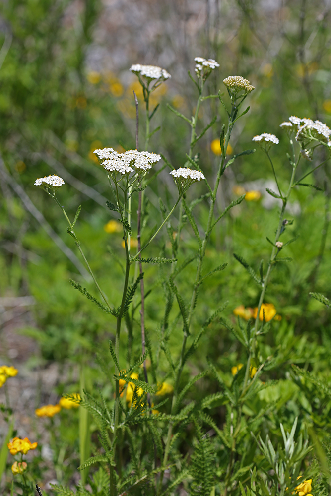 Image of Achillea millefolium specimen.