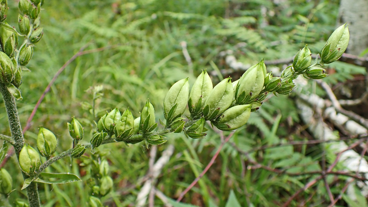 Image of Veratrum dolichopetalum specimen.