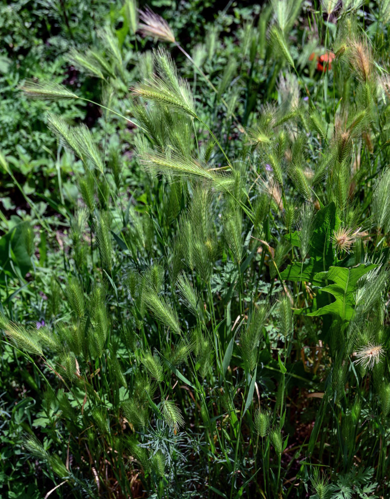 Image of Hordeum murinum specimen.