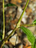 Persicaria viscofera. Часть побега. Приморский край, г. Владивосток, территория БСИ ДВО РАН, на насыпи. 30.07.2024.