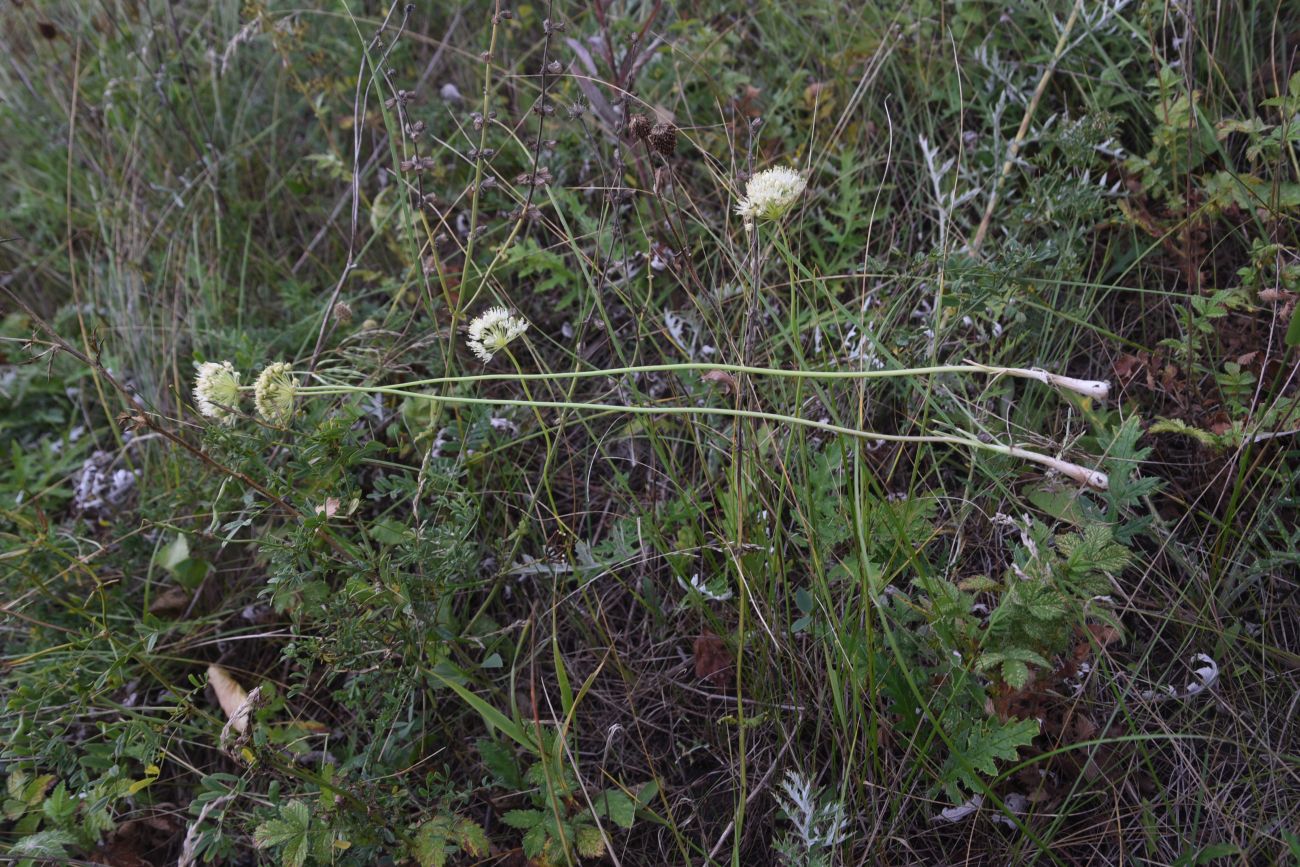 Image of Allium flavescens specimen.