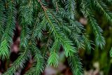 Taxus baccata