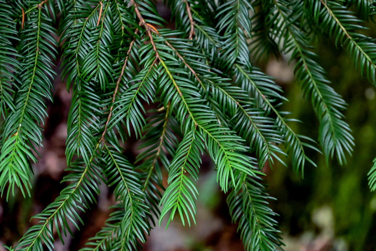 Изображение особи Taxus baccata.