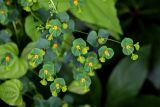 Euphorbia squamosa. Верхушка побега с соплодиями. Грузия, Имеретия, окр. водопада Кинчха, опушка широколиственного леса. 15.06.2023.