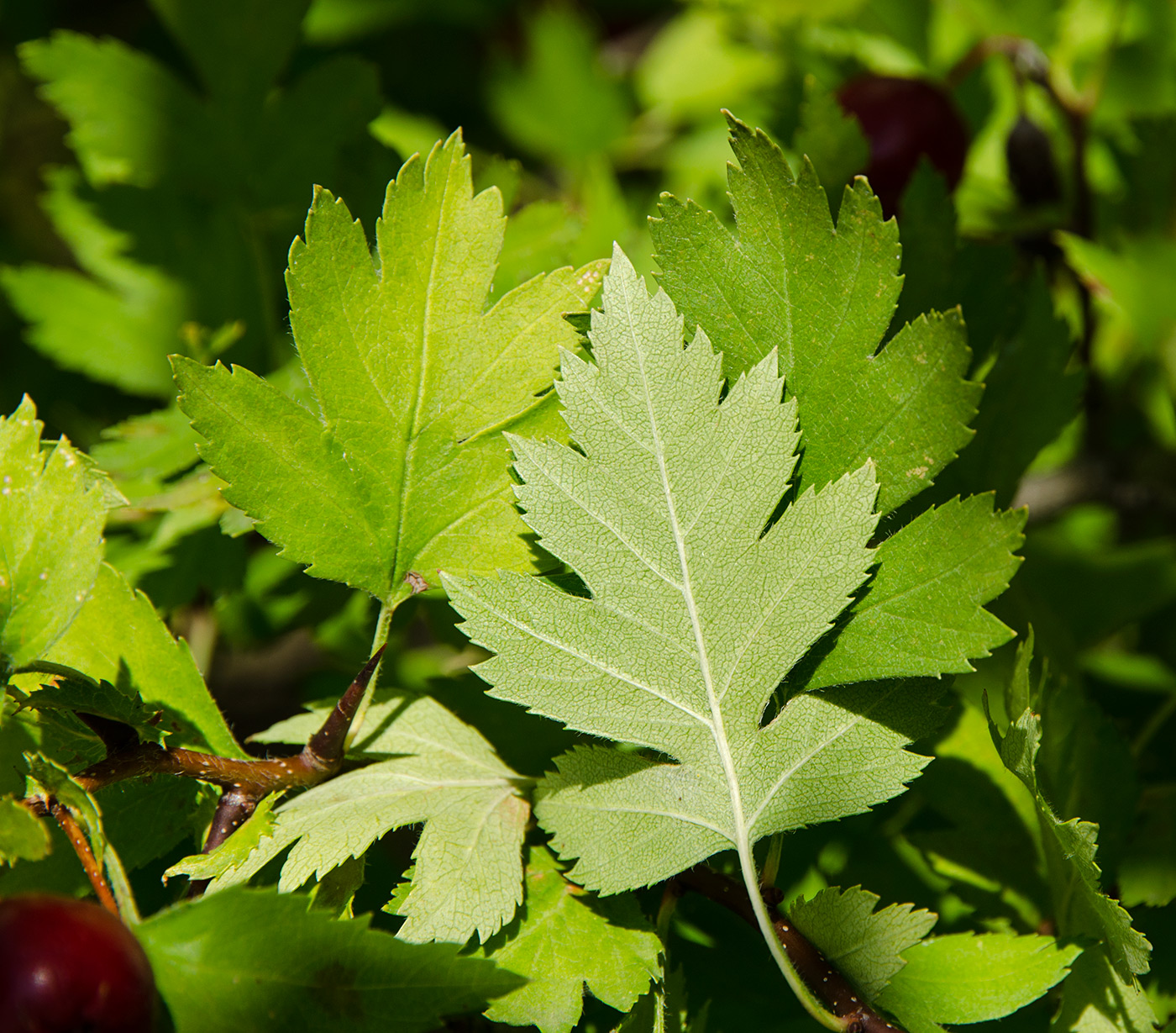 Изображение особи род Crataegus.