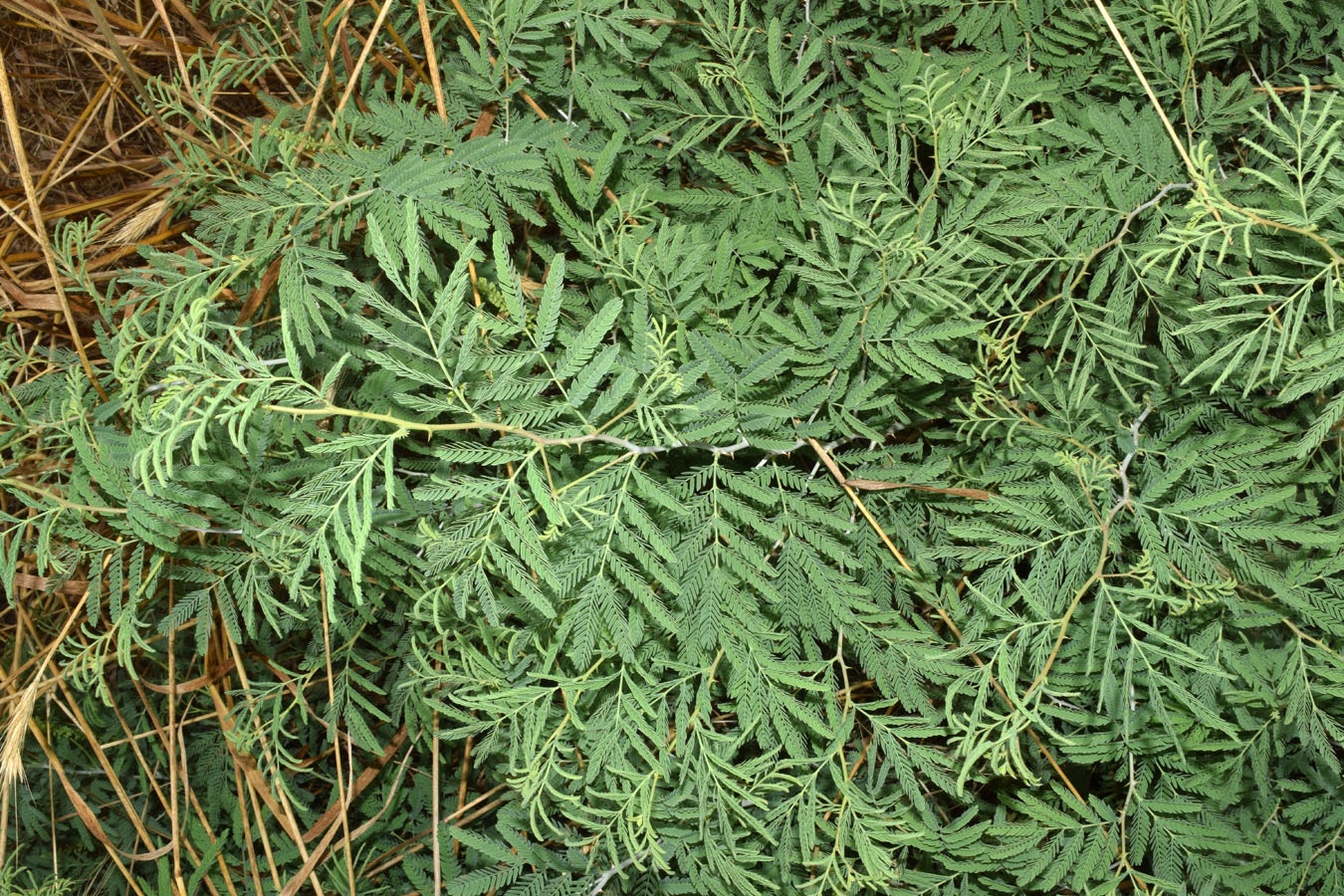 Image of Lagonychium farctum specimen.