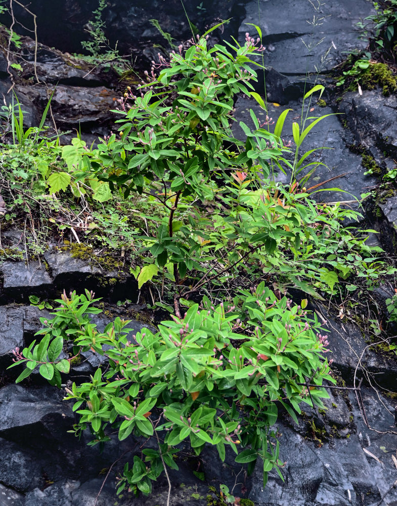 Image of Hypericum monogynum specimen.