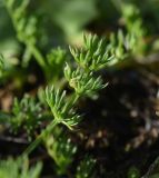 familia Apiaceae. Лист. Чечня, Шаройский р-н, окр. пер. Цумандинский, южный борт перевала, выс. ок. 2400 м н.у.м., луг. 24 июня 2024 г.