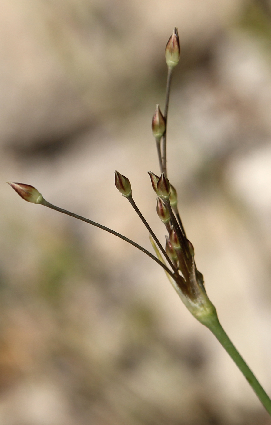 Изображение особи Allium inaequale.