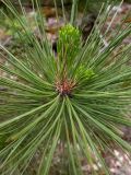 Pinus pallasiana. Молодой побег. Крым, Южный Берег, с.-в. склон горы Аю-Даг, поросший мхами каменистый склон, дубовый лес. 25.05.2024.