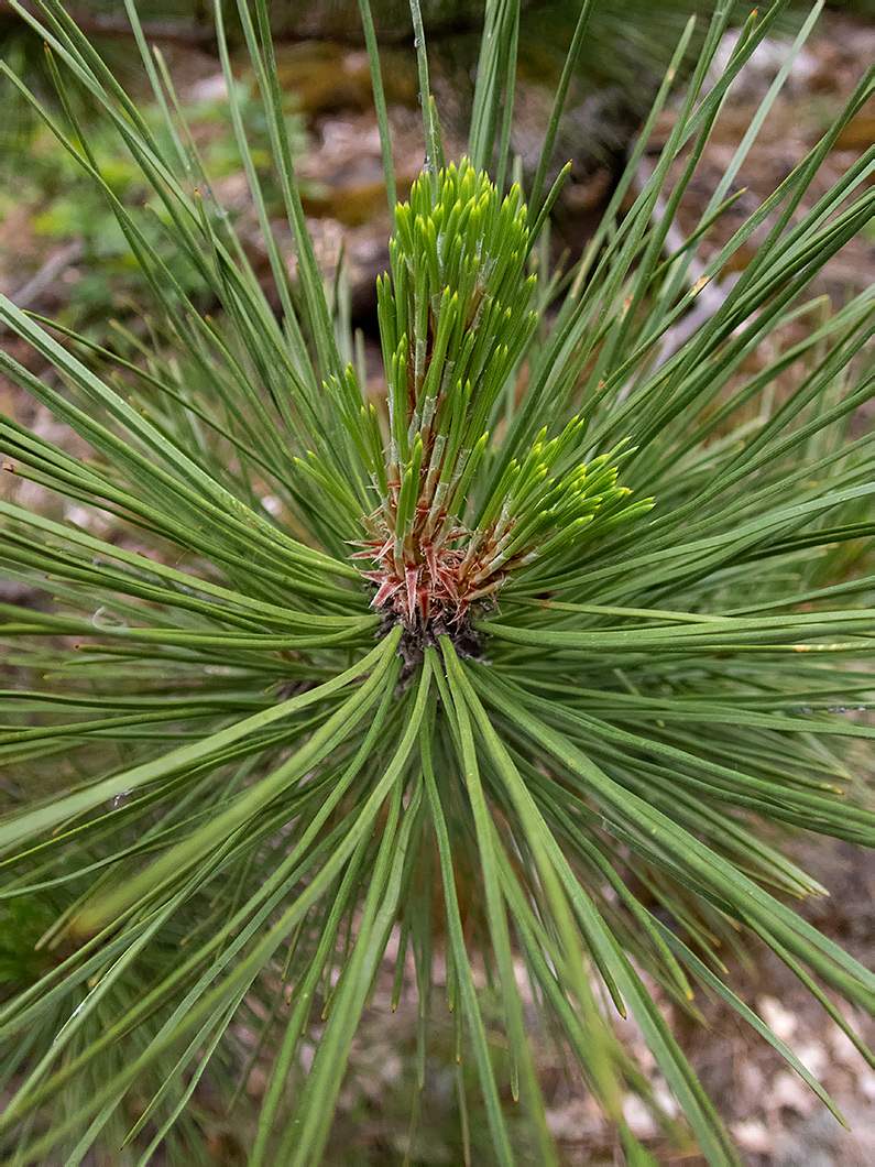 Изображение особи Pinus pallasiana.