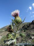 Cirsium argillosum