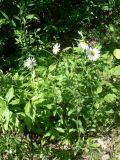 Leucanthemum ircutianum