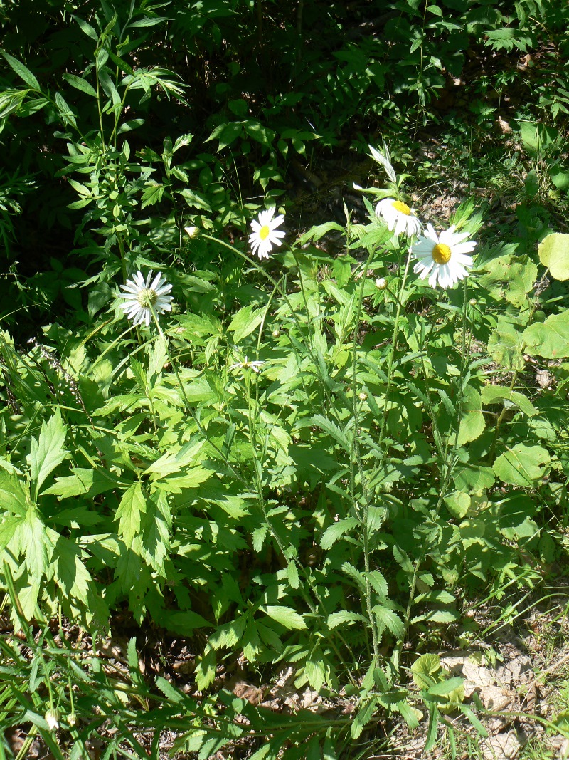 Изображение особи Leucanthemum ircutianum.