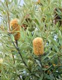 genus Banksia. Часть ветви с соцветиями. Испания, автономное сообщество Астурия, муниципалитет Колунга, пуэбло Ластрес (Llastres), озеленение. Июль.