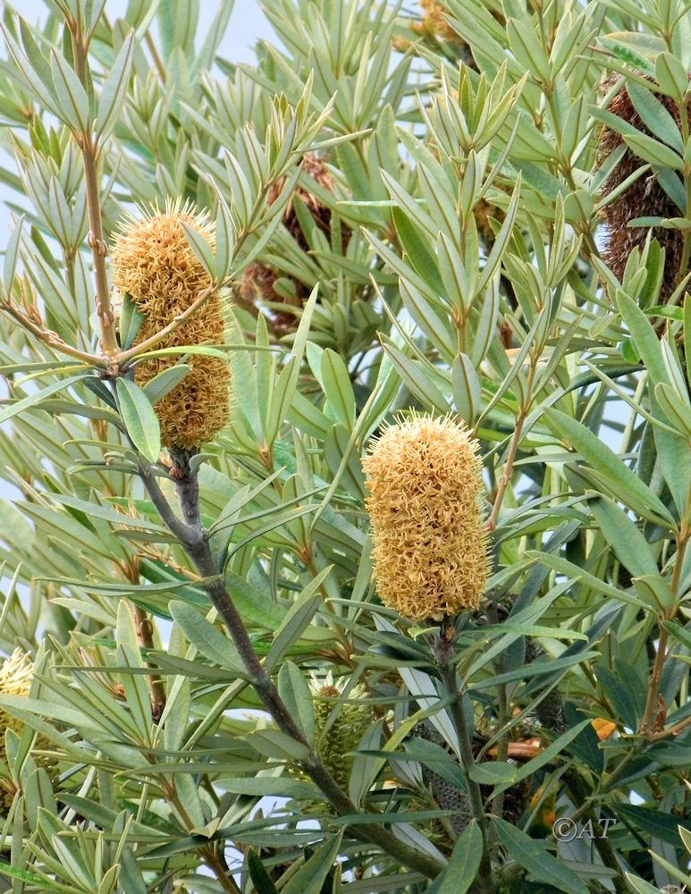 Image of genus Banksia specimen.