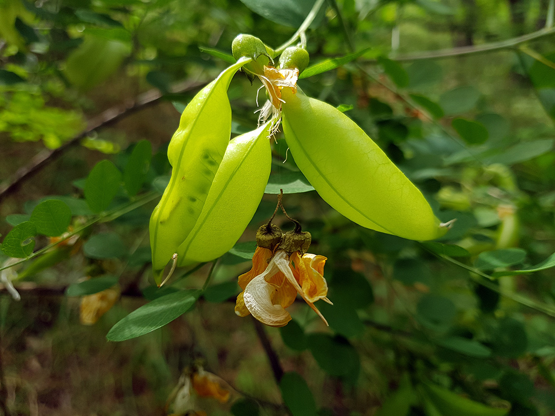 Изображение особи Colutea cilicica.