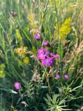 Dianthus andrzejowskianus