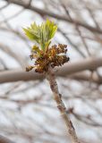 Fraxinus pennsylvanica