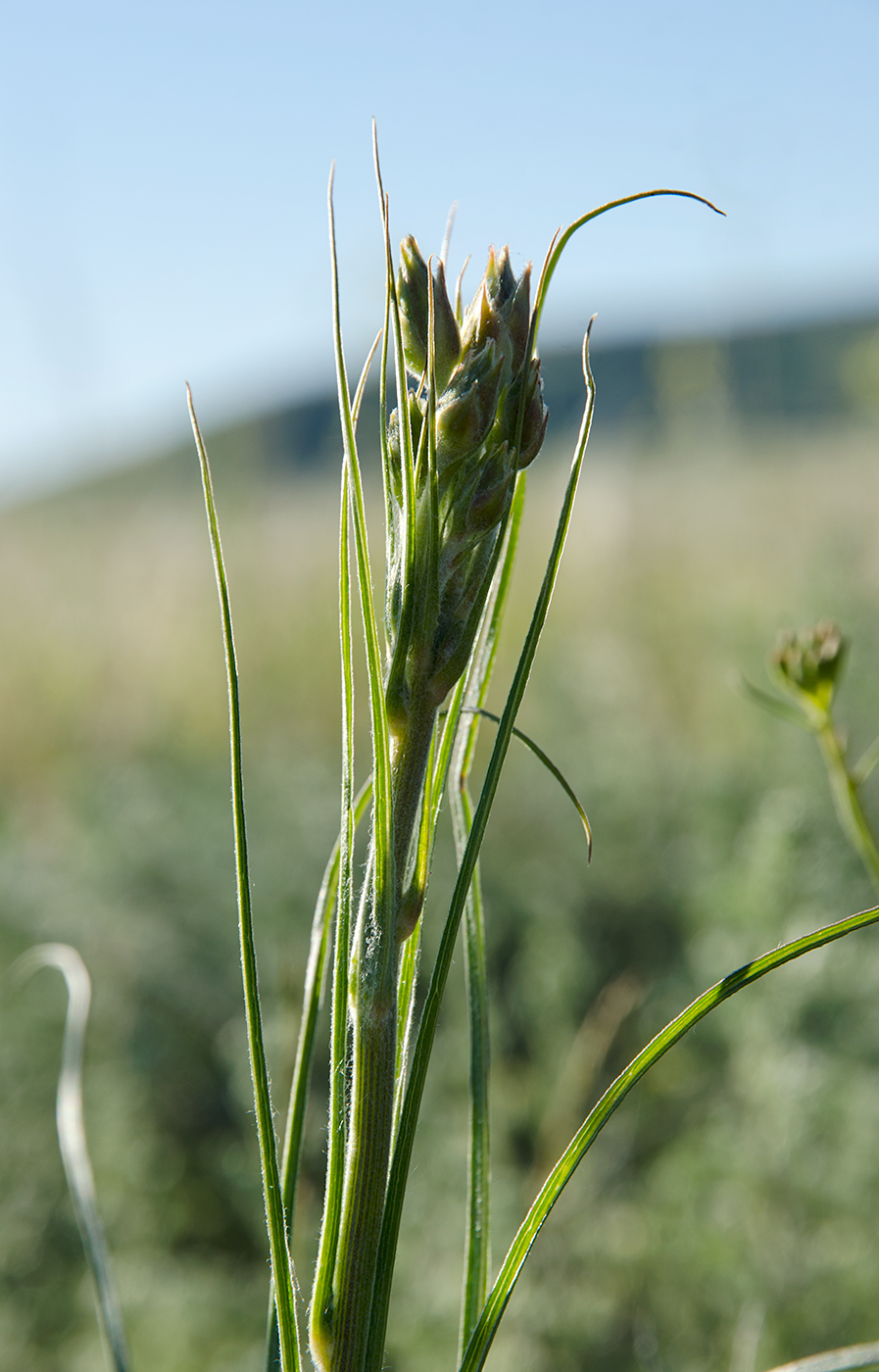 Изображение особи Scorzonera stricta.