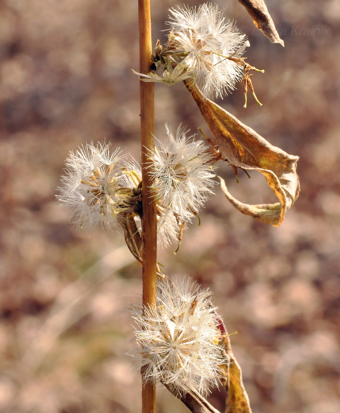 Image of Solidago pacifica specimen.