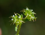 Valerianella turkestanica
