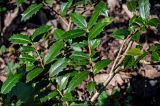 View full-size image Ilex colchica