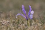 View full-size image Iris tenuifolia