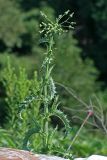 Sonchus asper. Плодоносящее растение. Республика Абхазия, г. Сухум. 25.08.2009.