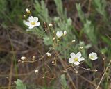 Смотреть изображение Eremogone biebersteinii