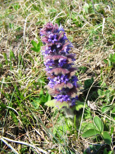 Image of Ajuga orientalis specimen.