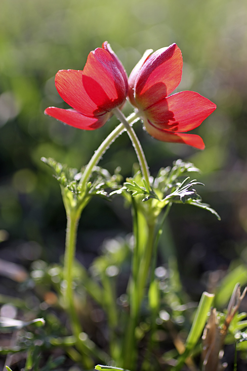 Image of Anemone bucharica specimen.