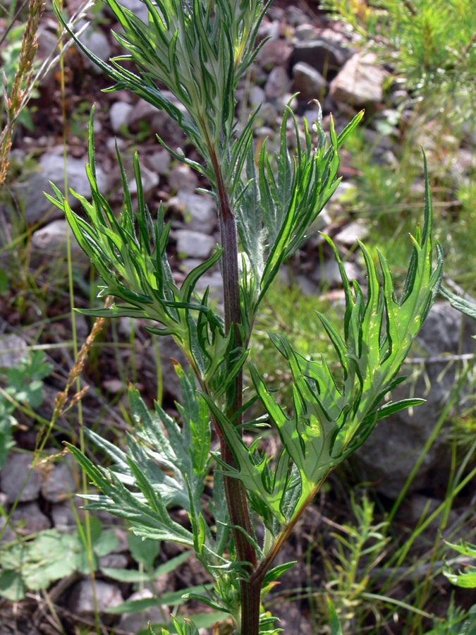 Image of Artemisia vulgaris specimen.