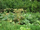 Heracleum sosnowskyi. Заросли цветущих и плодоносящих растений у автомобильной дороги. Курская обл., Железногорский р-н, с. Линец. 25 июля 2005 г.