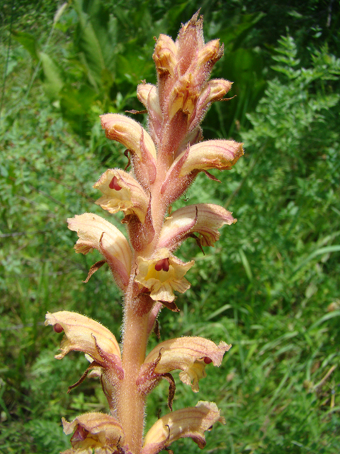 Изображение особи Orobanche grigorjevii.