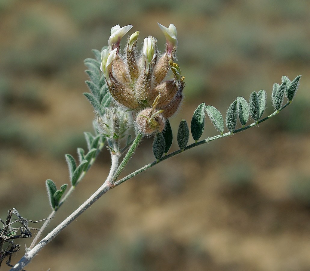 Изображение особи Astragalus chaetodon.