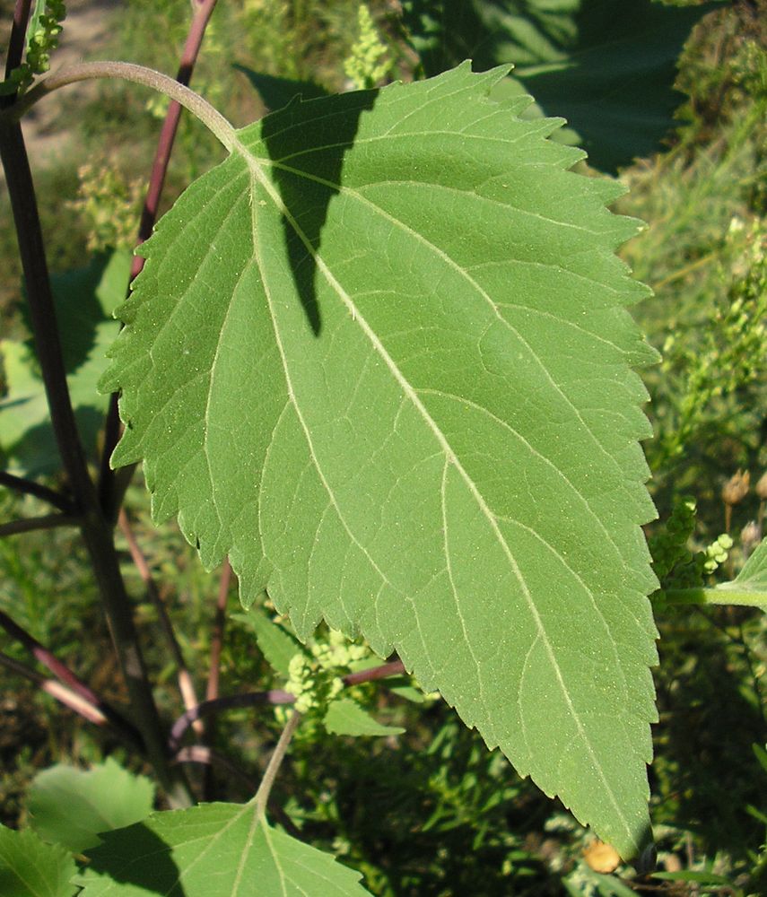 Изображение особи Cyclachaena xanthiifolia.