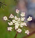 familia Apiaceae. Распускающееся соцветие. Приморский край, Лазовский р-н, Лазовский заповедник, кордон Карпадь, каменистый берег р. Прямушки. 19.08.2009.