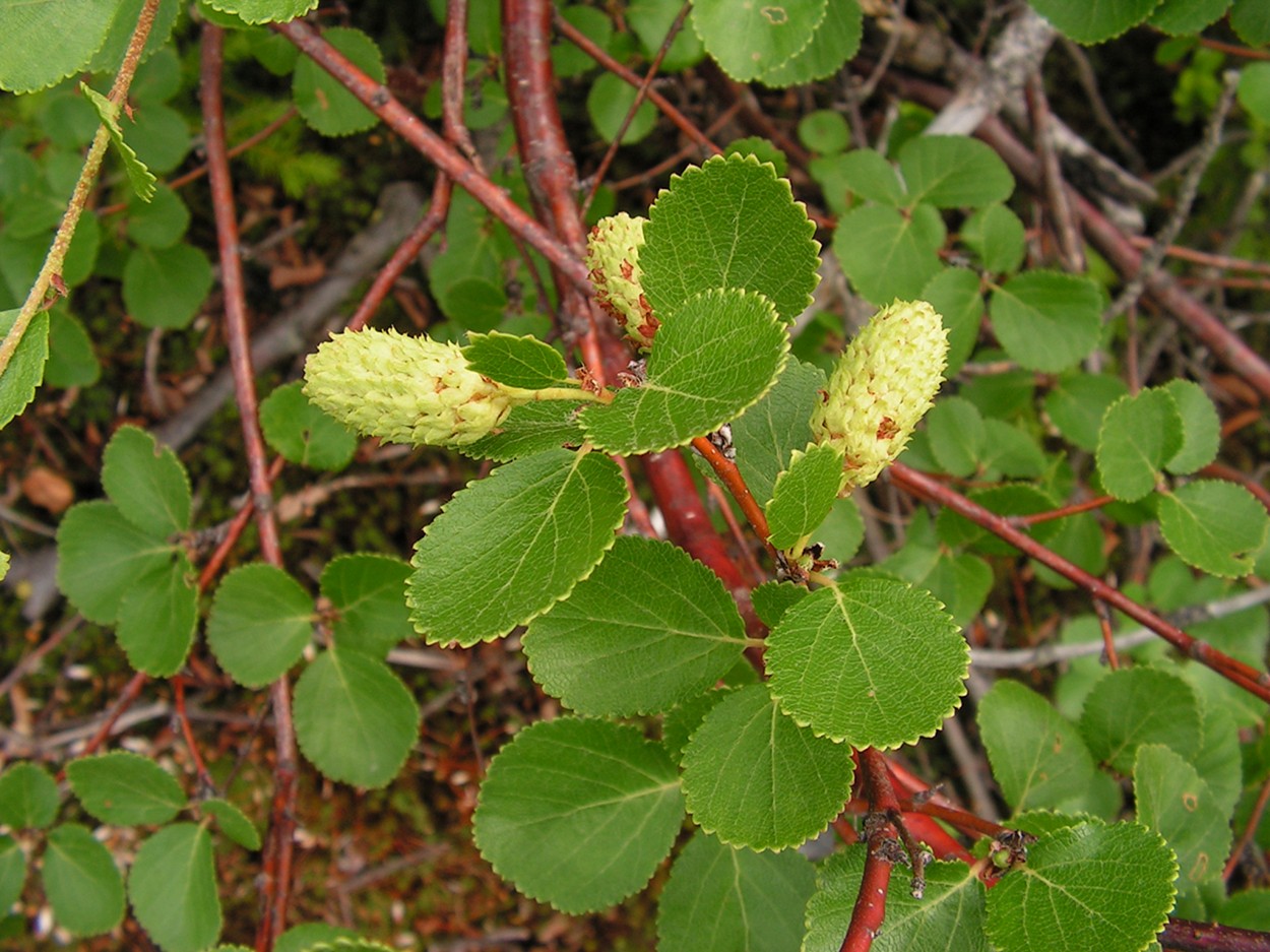 Image of Betula divaricata specimen.