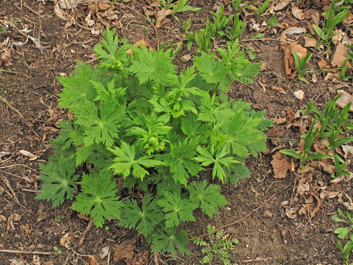 Image of genus Trollius specimen.