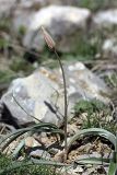 Tulipa bifloriformis. Зацветающее растение. Южный Казахстан, горы Каракус. 03.04.2012.