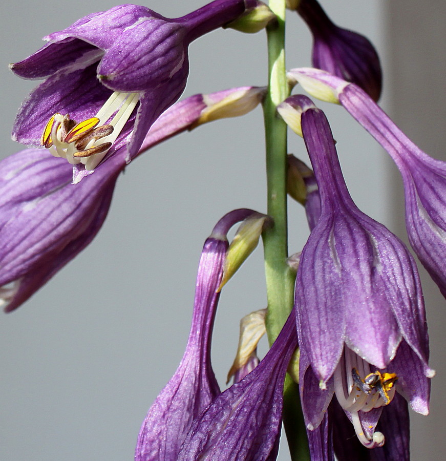 Image of genus Hosta specimen.