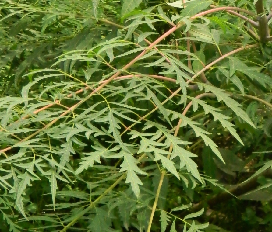 Image of Rhus typhina f. laciniata specimen.